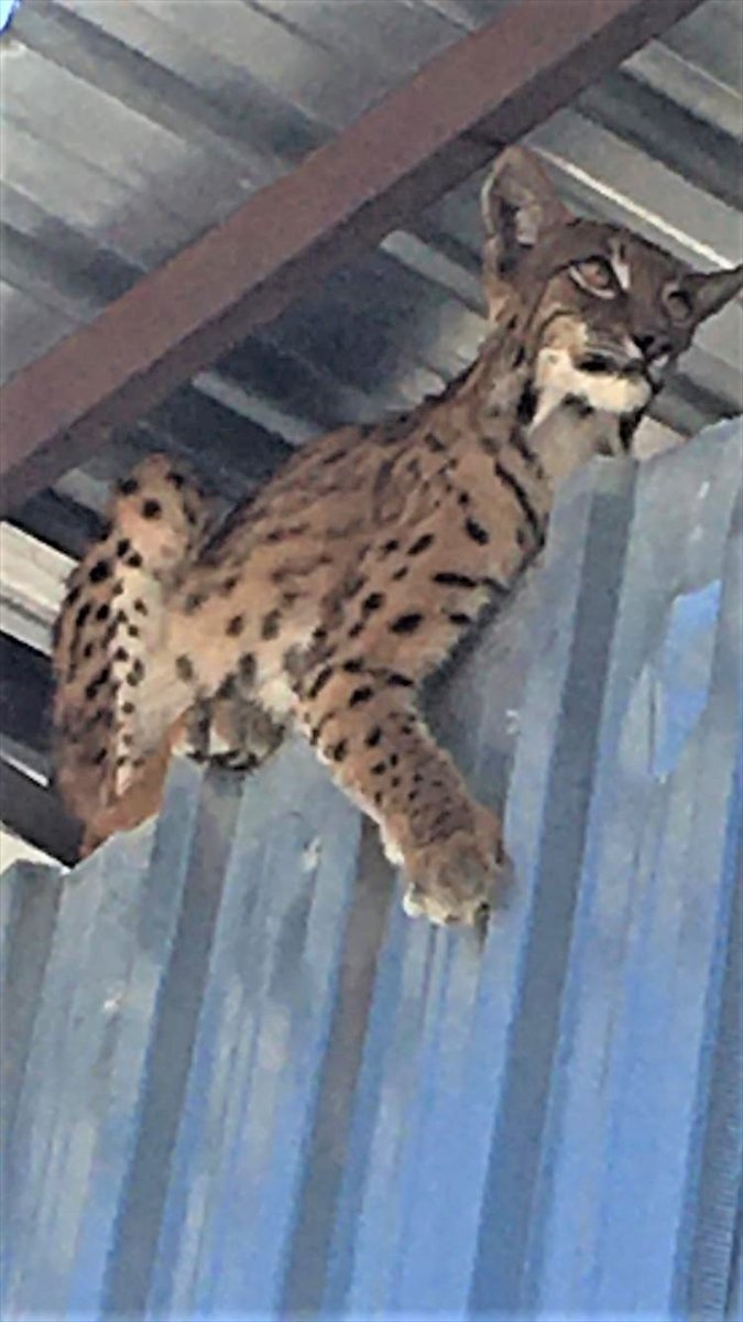 Niğde'de Maden Ocağının Çatısına Çıkan Vaşak Uyutularak Yakalandı