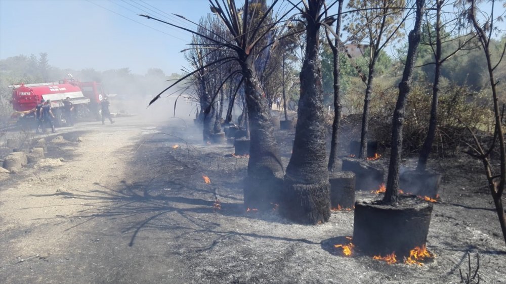 Antalya'da Çıkan Yangında Çok Sayıda Tropikal Bitki Fidanı Zarar Gördü