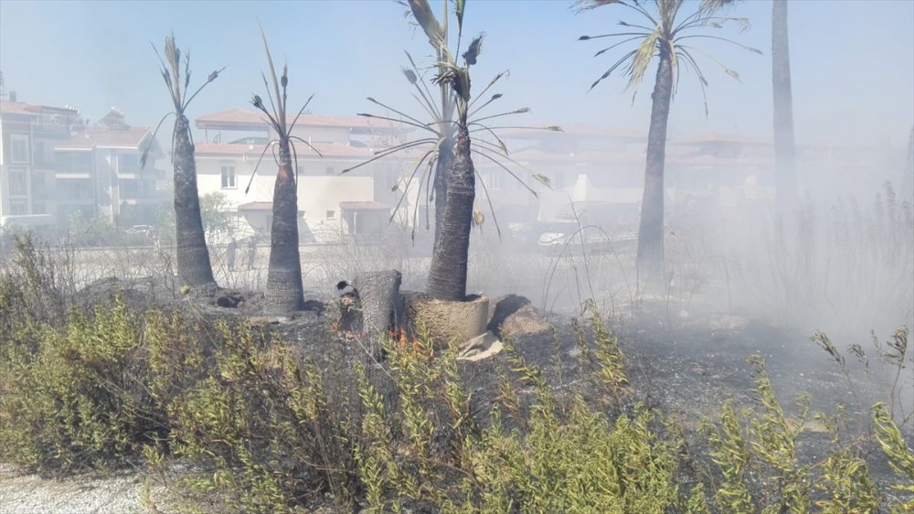 Antalya'da Çıkan Yangında Çok Sayıda Tropikal Bitki Fidanı Zarar Gördü