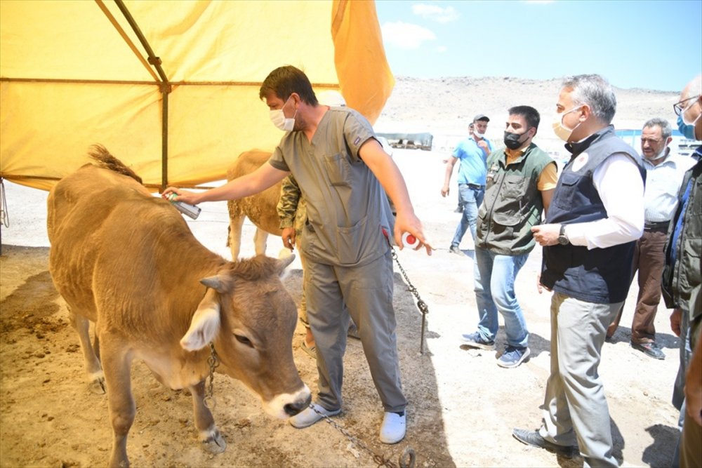 Kayseri'de Kurban Pazarları Denetlendi