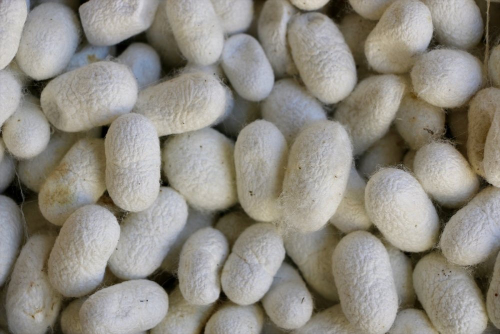 Türk İpeği Kalitesiyle Asya Ülkelerinden İlgi Görüyor