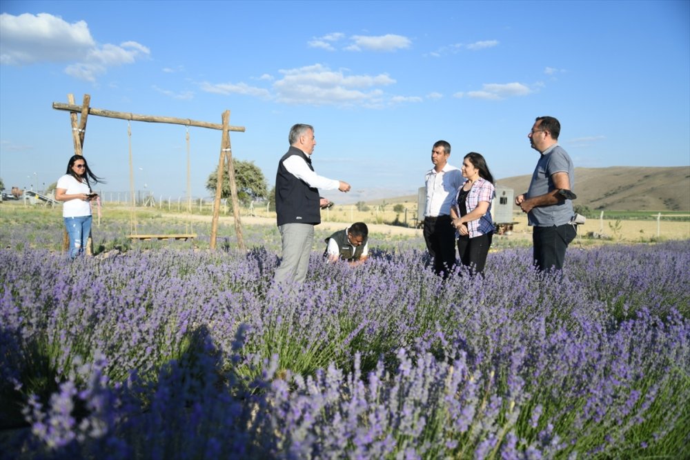 İl Tarım Ve Orman Müdürü Şahin'den Lavanta Üreticisi Kadın Çiftçiye Ziyaret