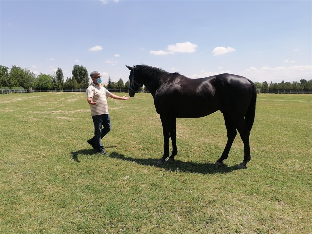 Türkiye'nin "Şampiyon Atları" Ereğli'de Yetişiyor