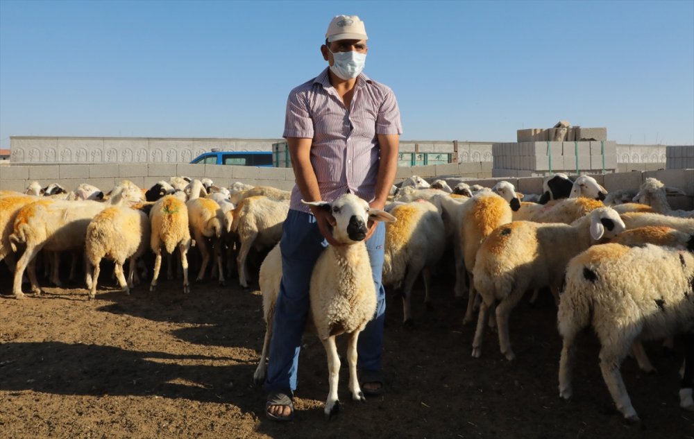 Aksaray Valiliği, Koyunları Telef Olan Üreticiyi Sevindirdi