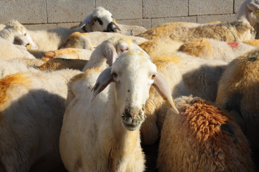 Aksaray Valiliği, Koyunları Telef Olan Üreticiyi Sevindirdi