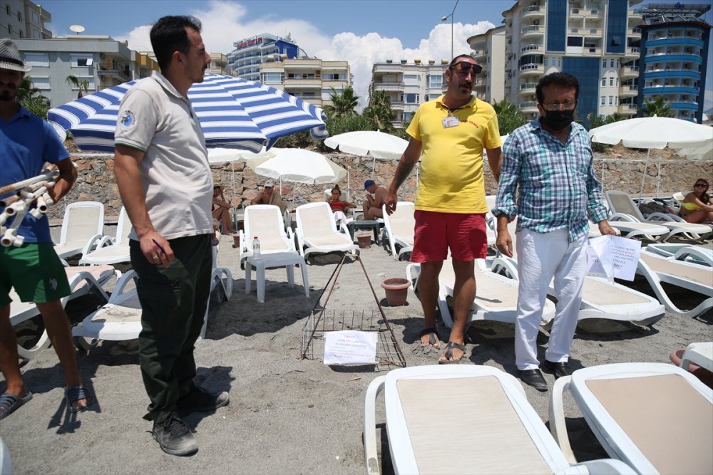 Alanya'da Caretta Caretta Yavruları Denizle Buluşmaya Başladı