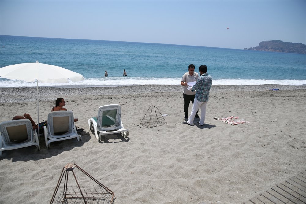 Alanya'da Caretta Caretta Yavruları Denizle Buluşmaya Başladı