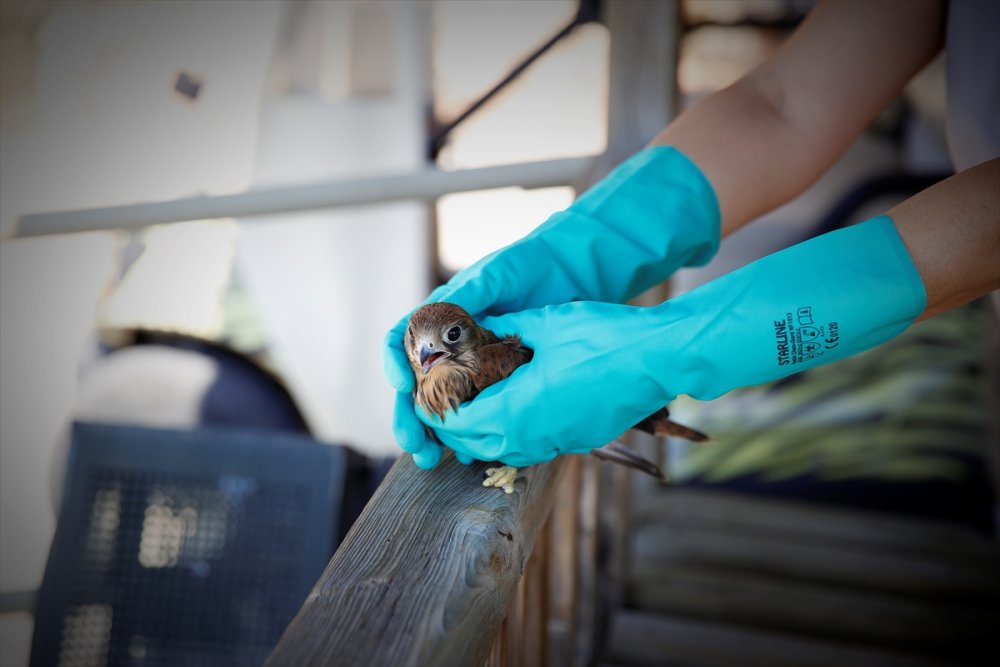 Antalya'da Operasyonda Ele Geçirilen 21 Flamingo Koruma Altına Alındı