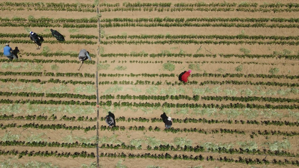 Bankacılığı Bırakıp Tarıma Yönelen Kadın Girişimci Taleplere Yetişemiyor