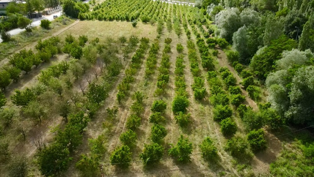 Halka Açık Üniversite Çiftliğindeki Meyveleri Ziyaretçiler Hasat Ediyor