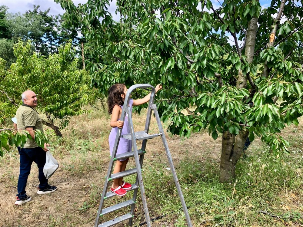 Halka Açık Üniversite Çiftliğindeki Meyveleri Ziyaretçiler Hasat Ediyor