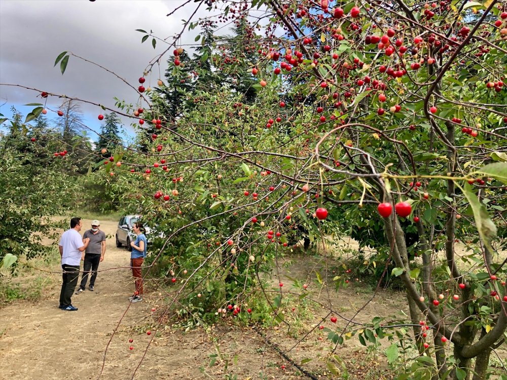 Halka Açık Üniversite Çiftliğindeki Meyveleri Ziyaretçiler Hasat Ediyor