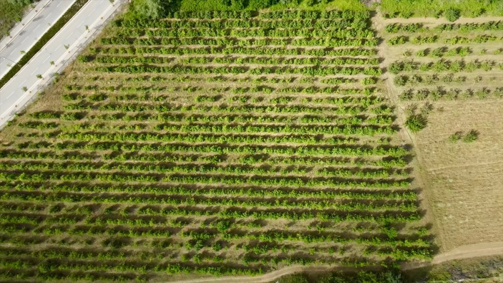 Halka Açık Üniversite Çiftliğindeki Meyveleri Ziyaretçiler Hasat Ediyor
