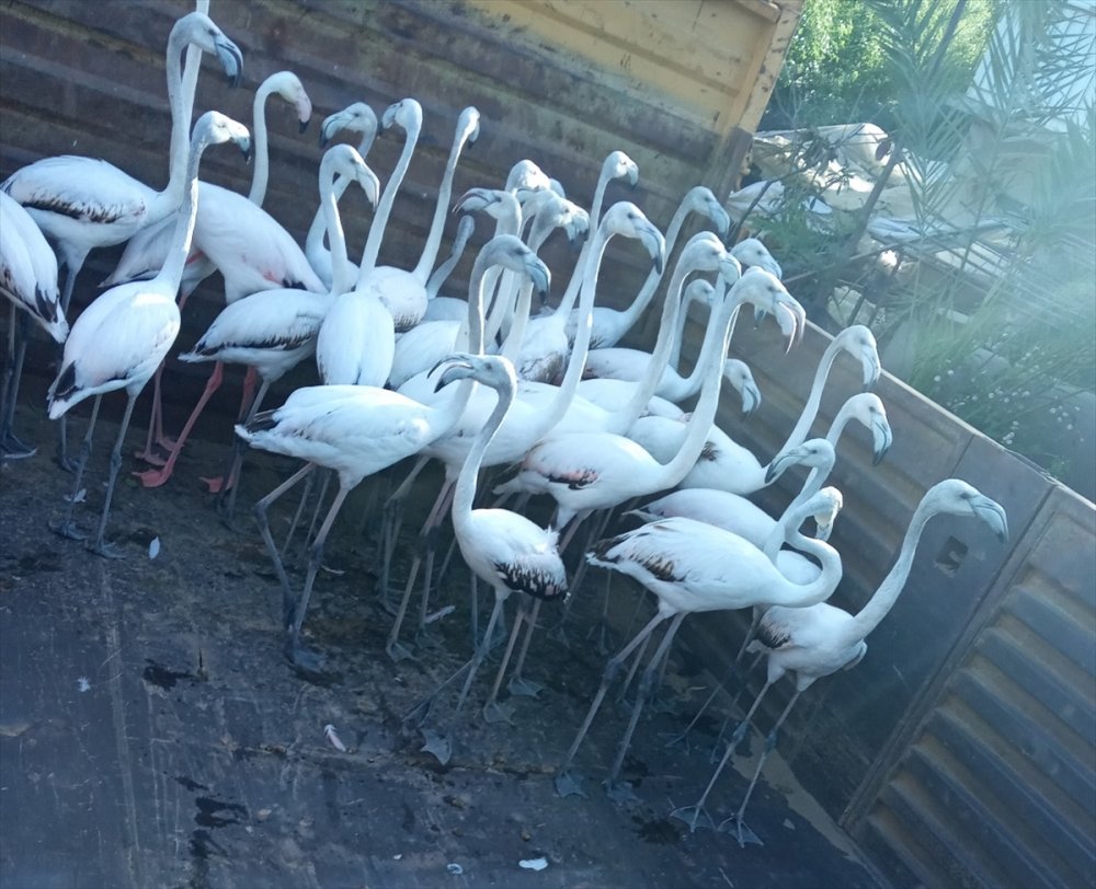 Antalya'da Kanatları Kesilmiş 32 Yavru Flamingoyla İlgili Şüphelilere Para Cezası Uygulandı