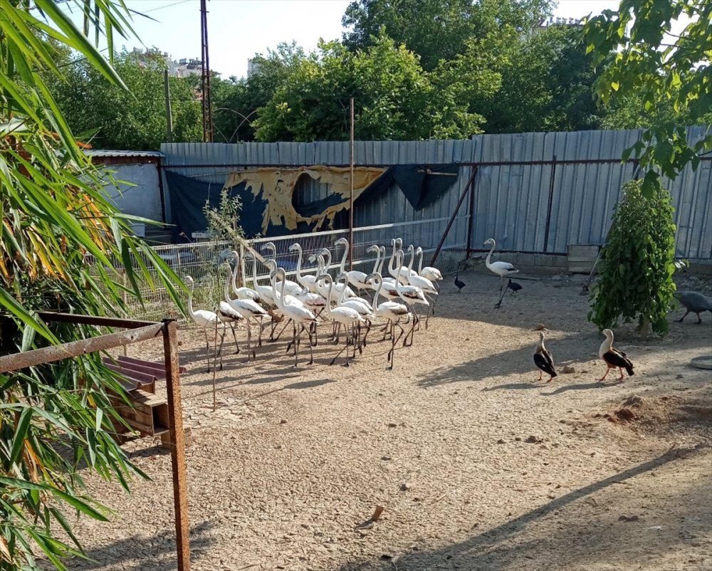 Antalya'da Kanatları Kesilmiş 32 Yavru Flamingoyla İlgili Şüphelilere Para Cezası Uygulandı