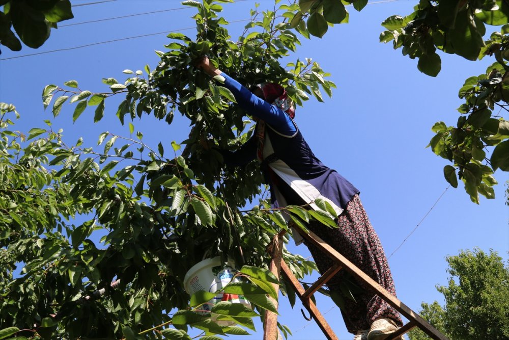 Hadim'de Geç Hasat Edilen Kirazda Rekolte Düştü, Fiyat Arttı