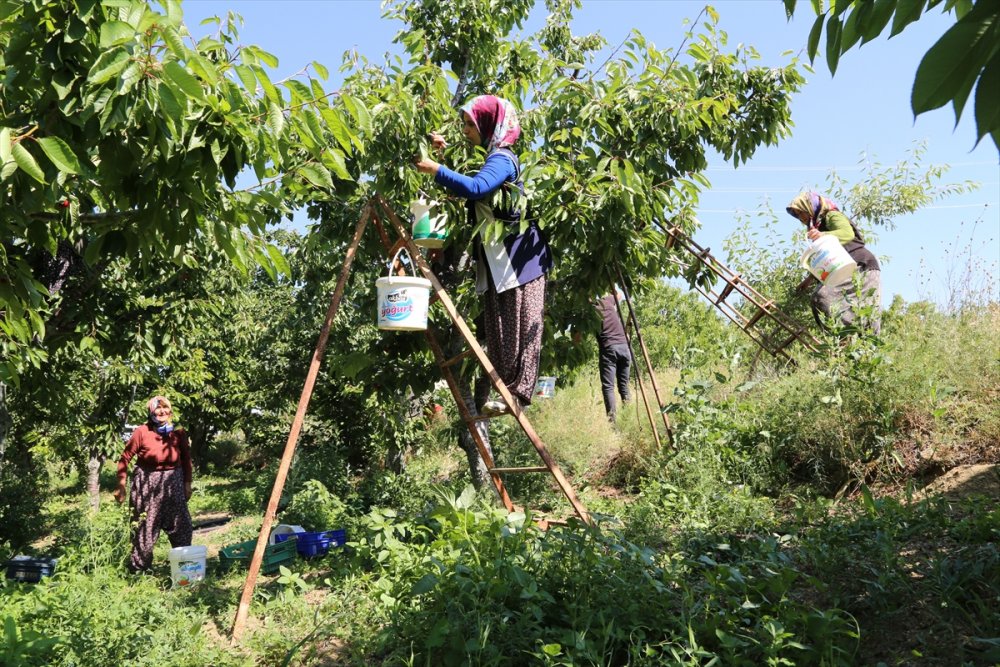 Hadim'de Geç Hasat Edilen Kirazda Rekolte Düştü, Fiyat Arttı