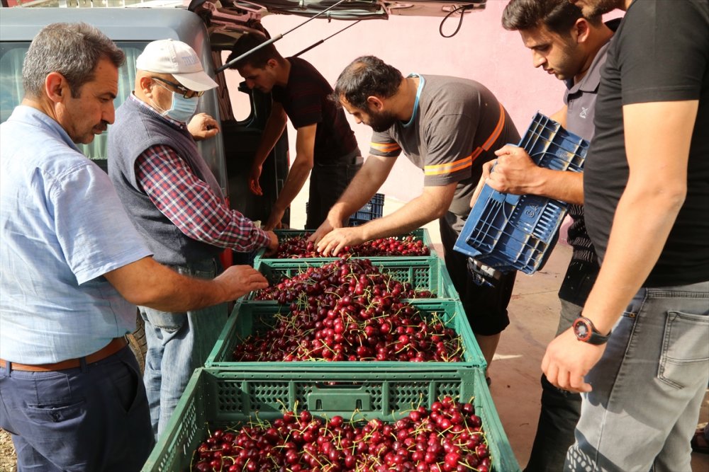 Hadim'de Geç Hasat Edilen Kirazda Rekolte Düştü, Fiyat Arttı