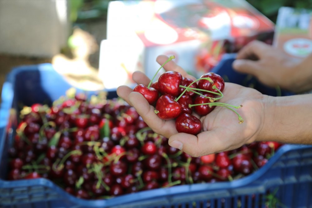Hadim'de Geç Hasat Edilen Kirazda Rekolte Düştü, Fiyat Arttı