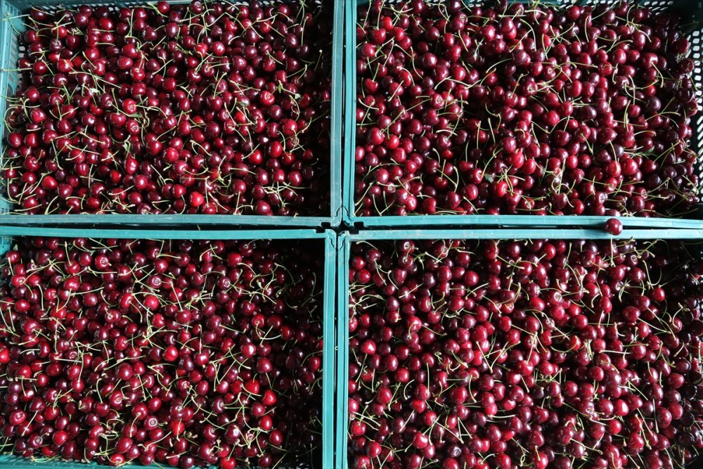 Hadim'de Geç Hasat Edilen Kirazda Rekolte Düştü, Fiyat Arttı