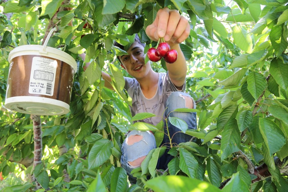 Hadim'de Geç Hasat Edilen Kirazda Rekolte Düştü, Fiyat Arttı