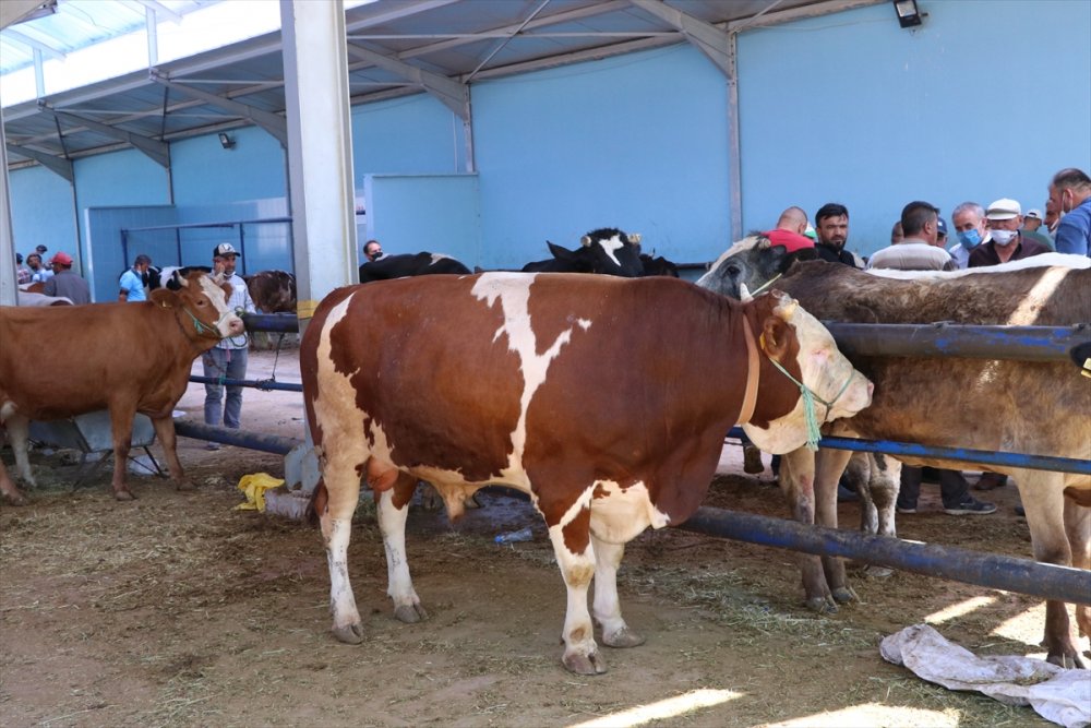 Niğde'de Hayvan Pazarında Arefe  Yoğunluğu