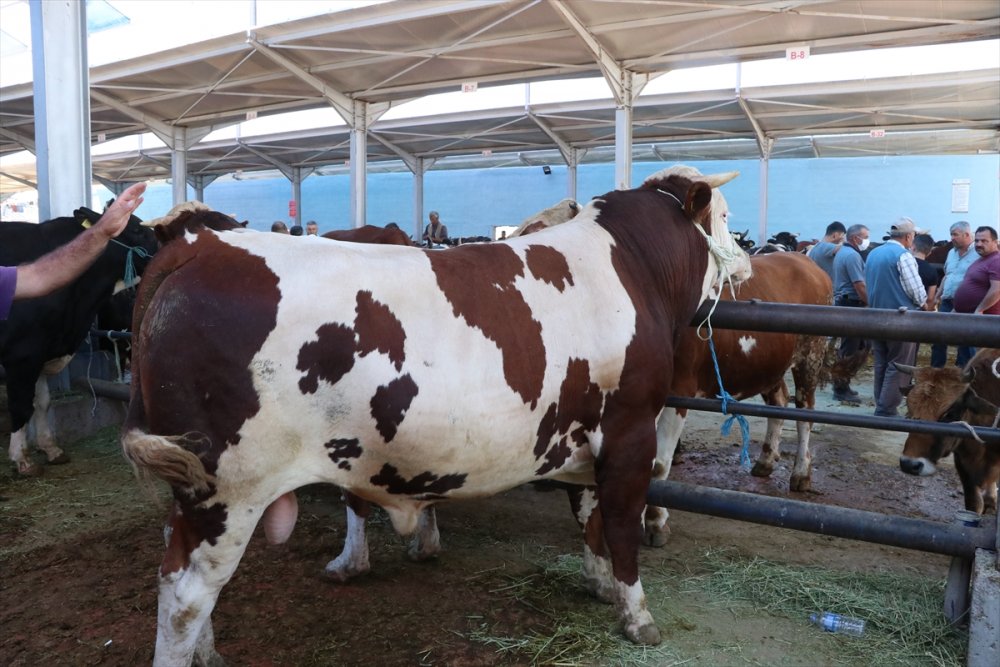 Niğde'de Hayvan Pazarında Arefe  Yoğunluğu