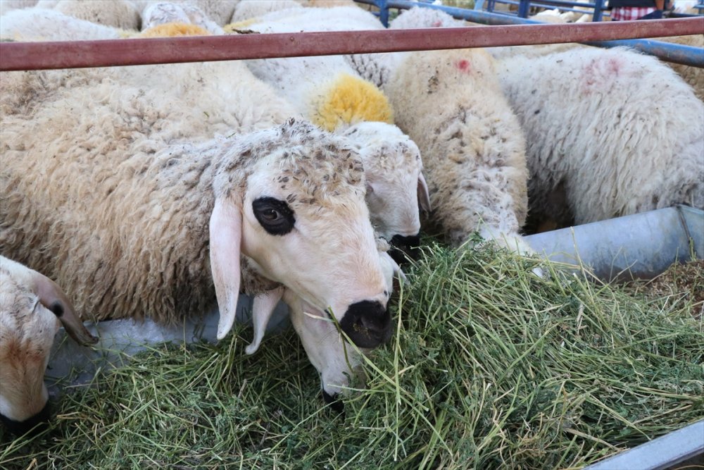 Niğde'de Hayvan Pazarında Arefe  Yoğunluğu