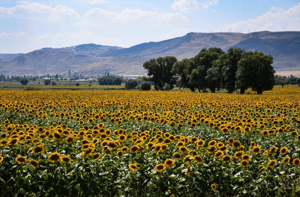 Kayseri'de 120 Bin Dekara Çerezlik Ayçiçeği Ekildi