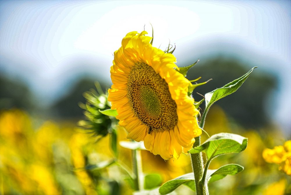 Kayseri'de 120 Bin Dekara Çerezlik Ayçiçeği Ekildi