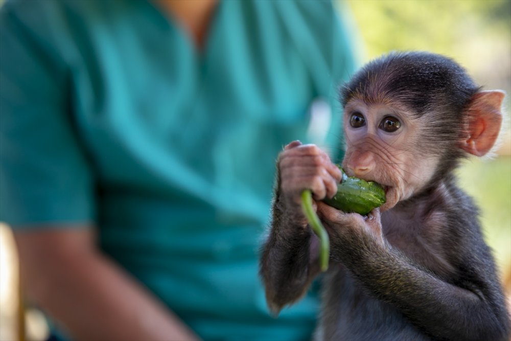 Babun Maymunu "Nisan" Tarsus Doğa Parkı'nın Maskotu Oldu