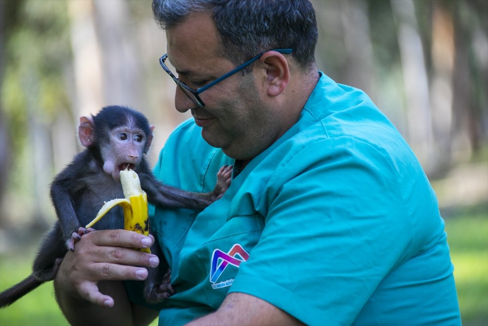 Babun Maymunu "Nisan" Tarsus Doğa Parkı'nın Maskotu Oldu