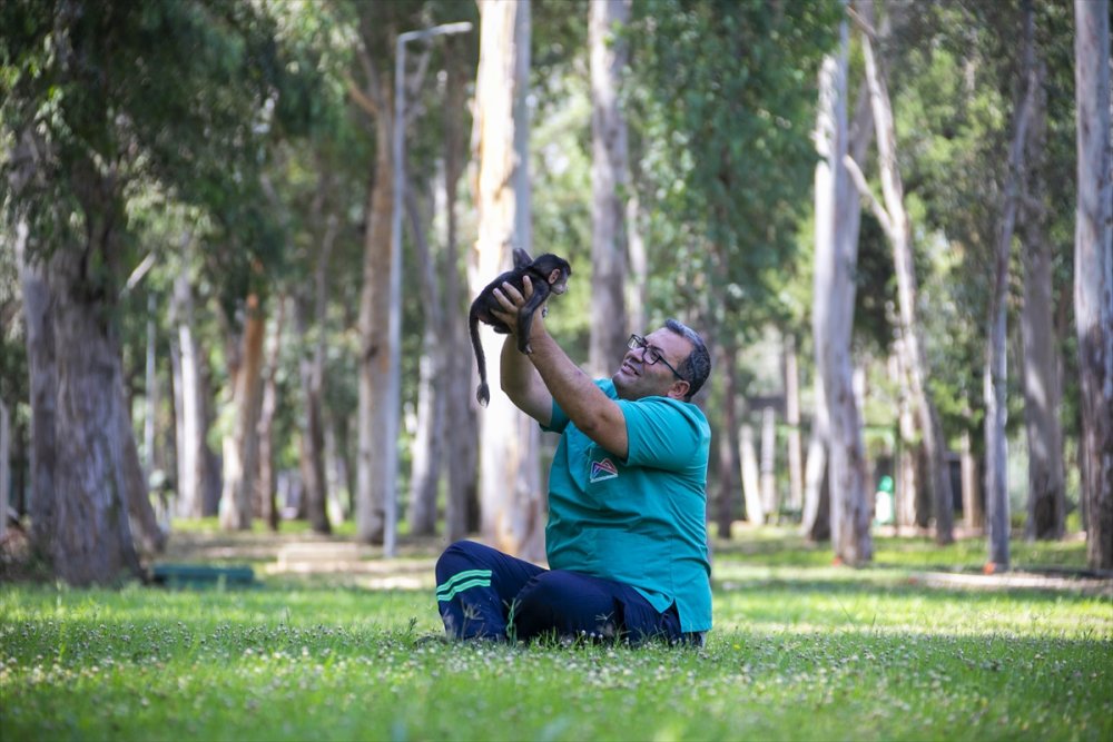 Babun Maymunu "Nisan" Tarsus Doğa Parkı'nın Maskotu Oldu