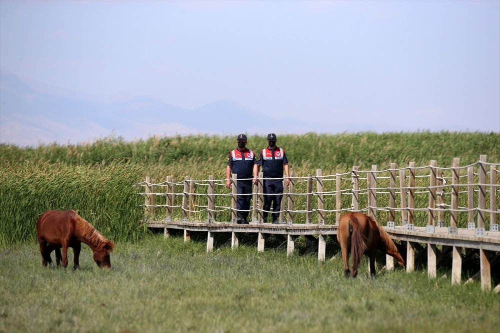 Jandarmanın Özel Timi Çevre Ve Hayvanlar İçin Mesaide