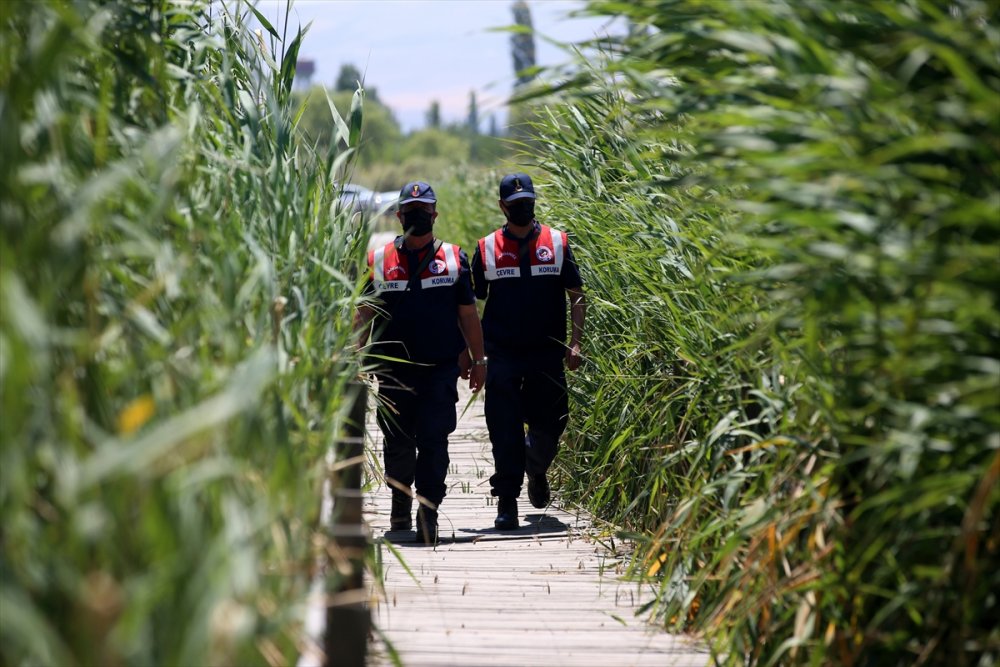 Jandarmanın Özel Timi Çevre Ve Hayvanlar İçin Mesaide