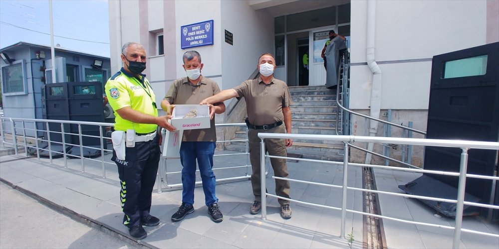 Kayseri'de Yaralı Bulunan 2 Baykuş Yavrusu Tedavi Altına Alındı