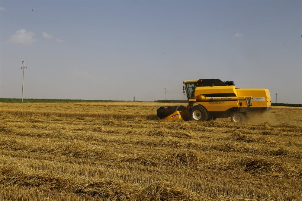 Kuraklığa Dayanıklı Arpa, Sağladığı Verimle Çiftçiyi Sevindirdi