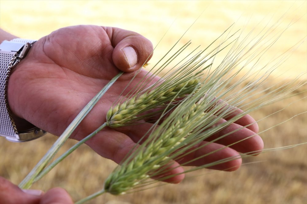 Kuraklığa Dayanıklı Arpa, Sağladığı Verimle Çiftçiyi Sevindirdi