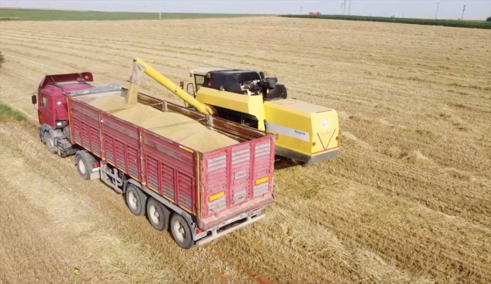 Kuraklığa Dayanıklı Arpa, Sağladığı Verimle Çiftçiyi Sevindirdi