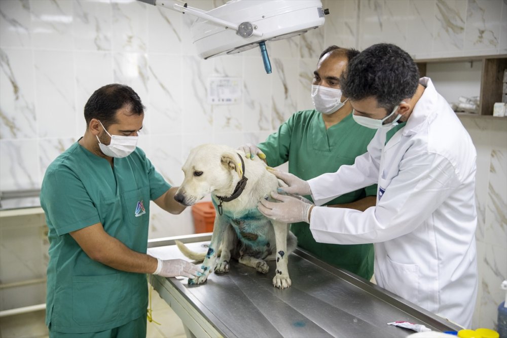 Mersin'de Eziyet Edilen Köpeğin Tedavisi Yapıldı