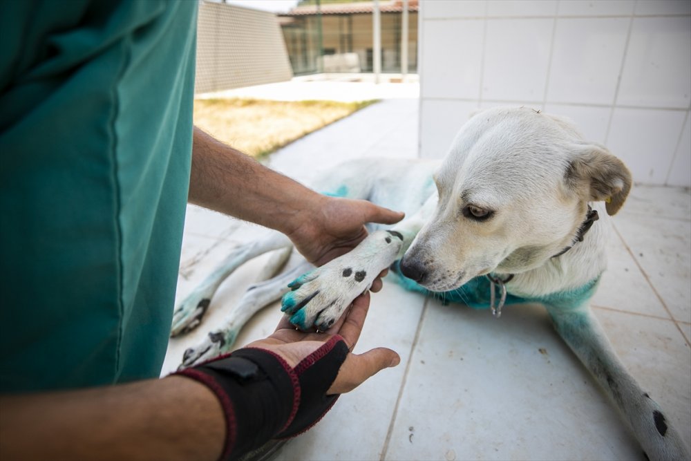 Mersin'de Eziyet Edilen Köpeğin Tedavisi Yapıldı