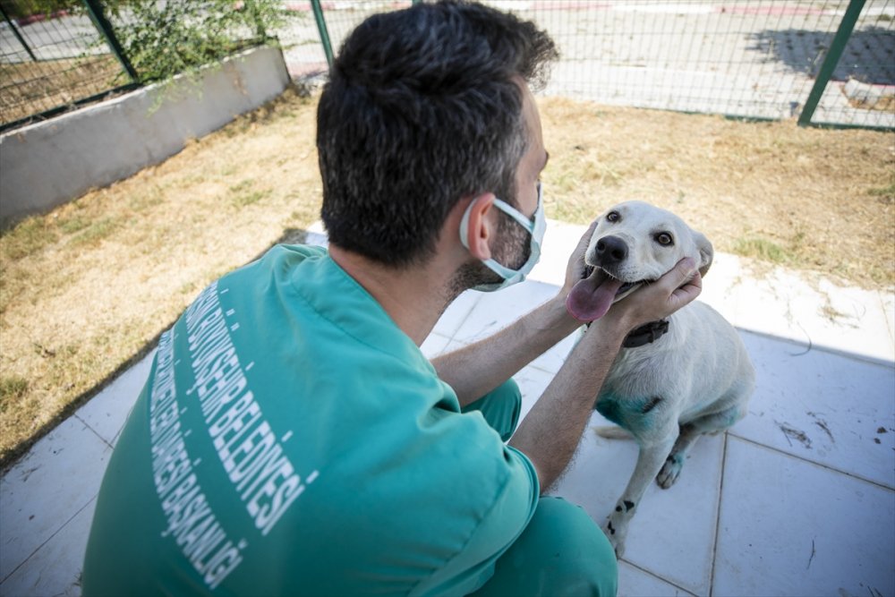 Mersin'de Eziyet Edilen Köpeğin Tedavisi Yapıldı