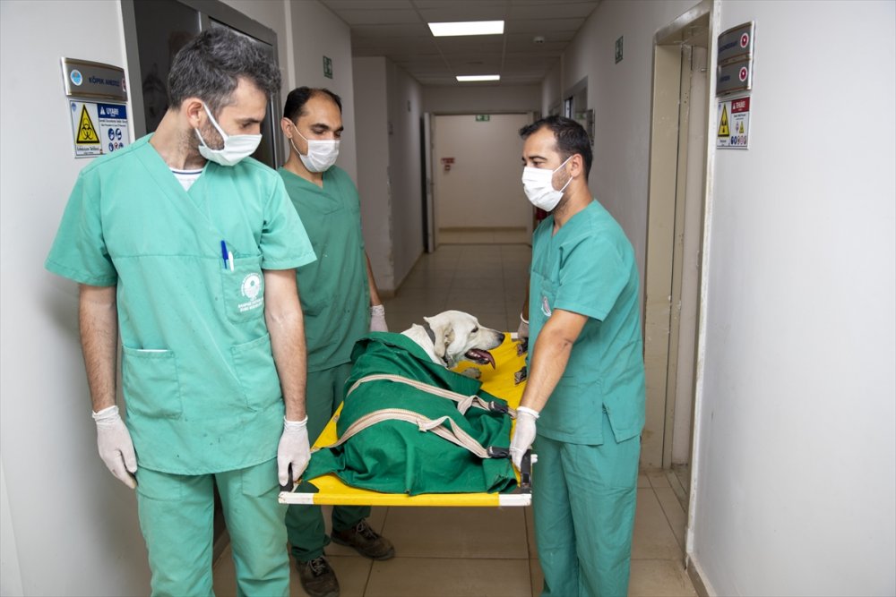 Mersin'de Eziyet Edilen Köpeğin Tedavisi Yapıldı