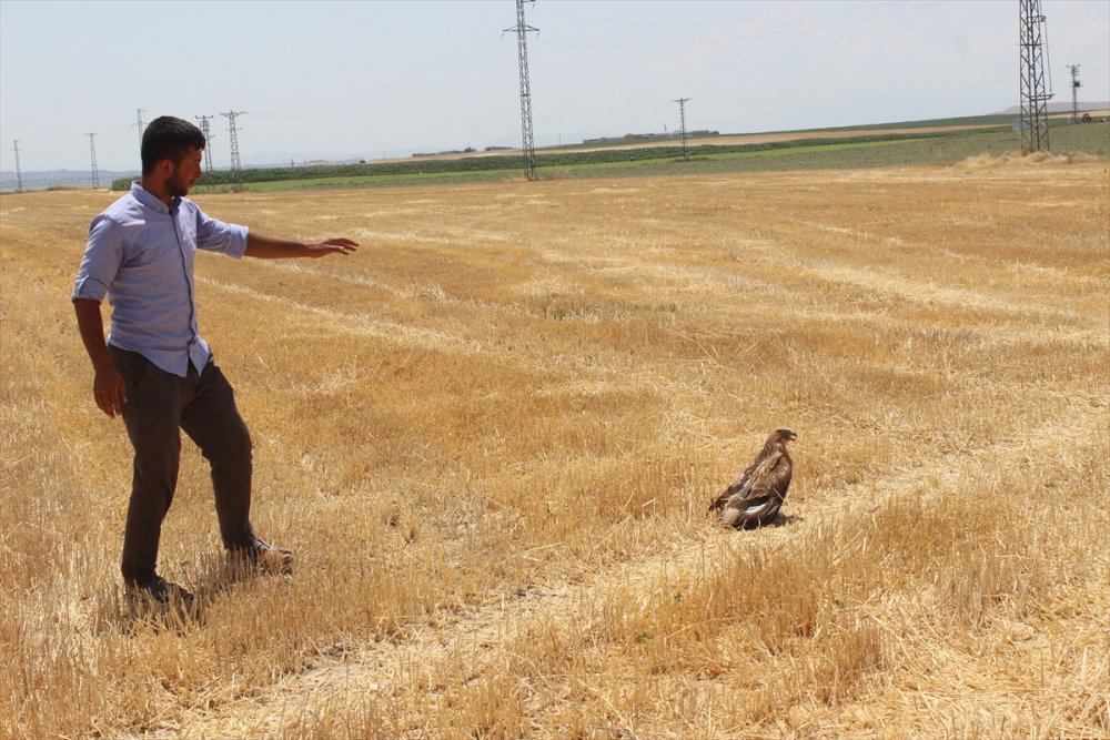 Konya'da Koyun Otlatan Çoban, Yaralı Bulduğu Kartalı Köpek Saldırısından Kurtardı