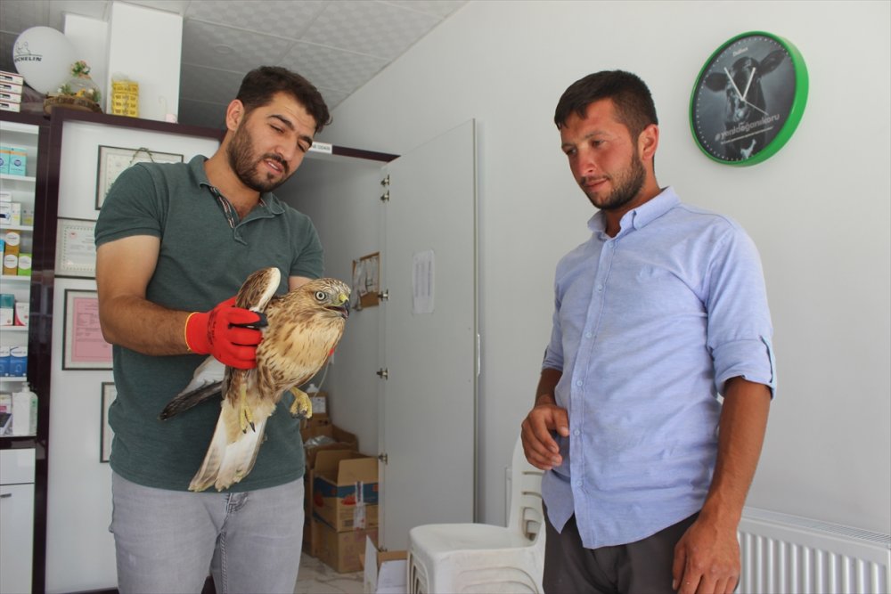 Konya'da Koyun Otlatan Çoban, Yaralı Bulduğu Kartalı Köpek Saldırısından Kurtardı