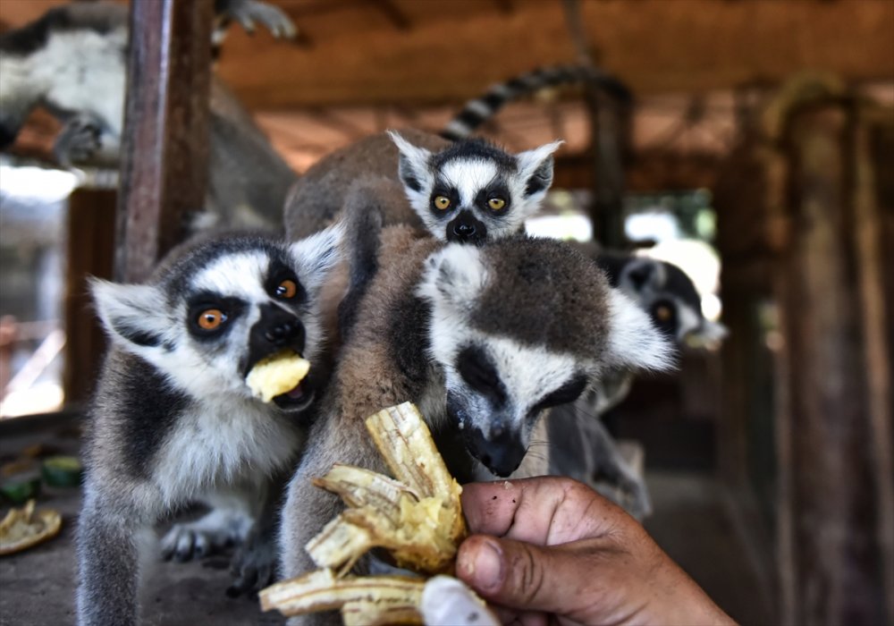 Tarsus Doğa Parkı'nın Madagaskarlı Lemurları