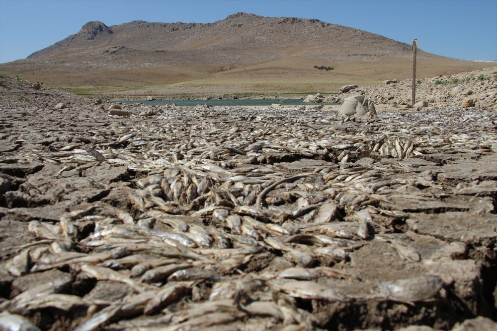 Konya'da Kuraklık May Barajı'nda Balık Ölümlerine Neden Oldu
