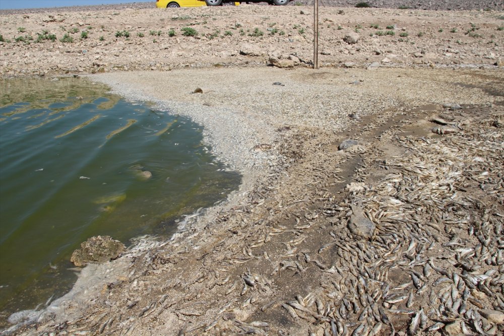 Konya'da Kuraklık May Barajı'nda Balık Ölümlerine Neden Oldu