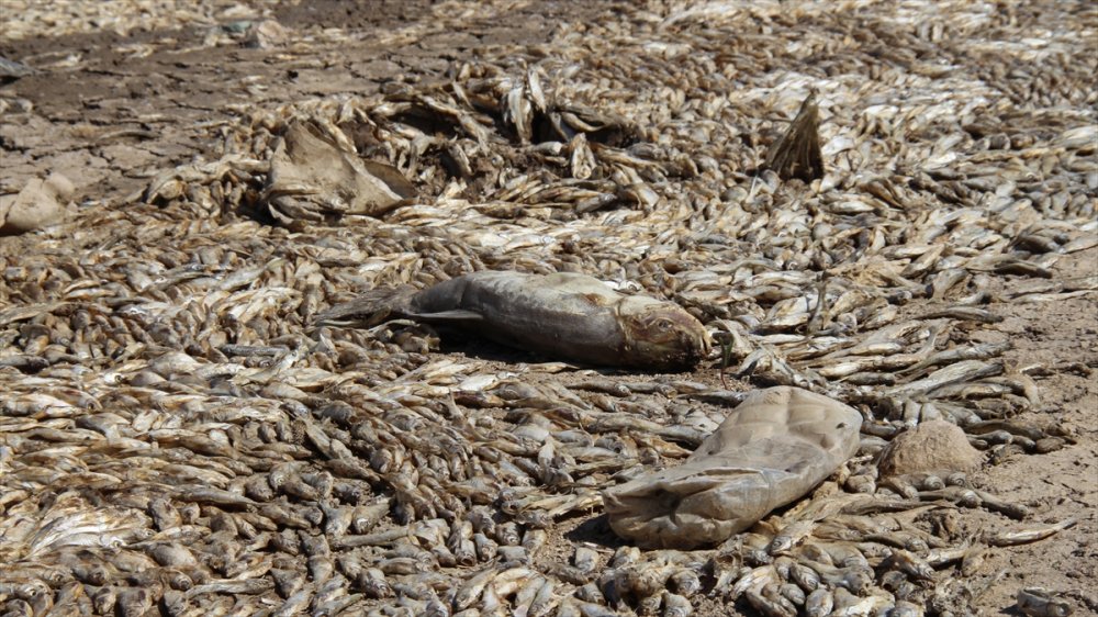 Konya'da Kuraklık May Barajı'nda Balık Ölümlerine Neden Oldu