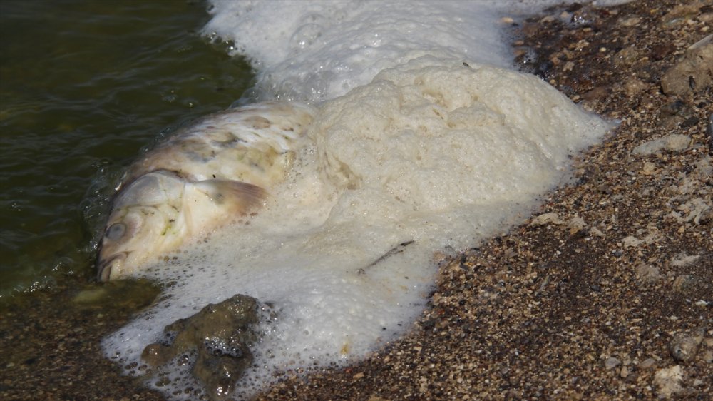 Konya'da Kuraklık May Barajı'nda Balık Ölümlerine Neden Oldu